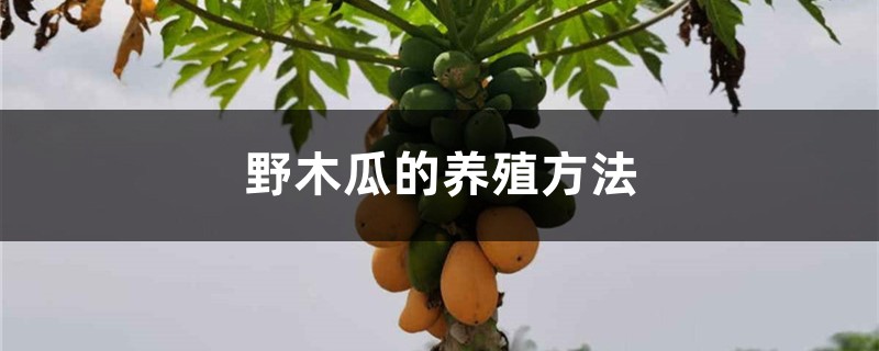 野木瓜的养殖方法 野木瓜的养殖方法