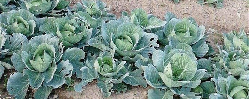 芜菁甘蓝的养殖方法 芜菁甘蓝的养殖方法