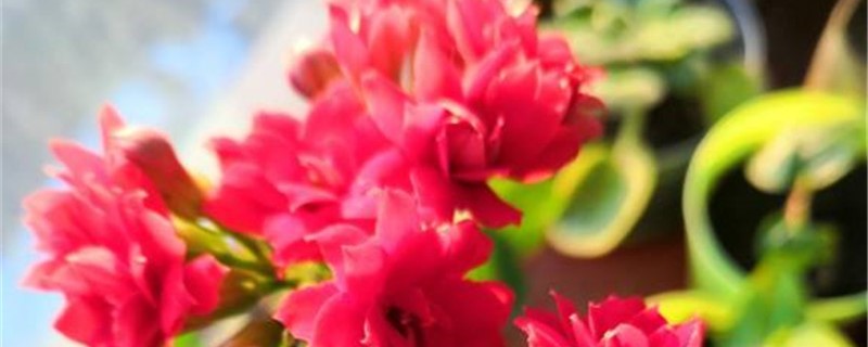 圣诞伽蓝菜的养殖方法 圣诞伽蓝菜的养殖方法