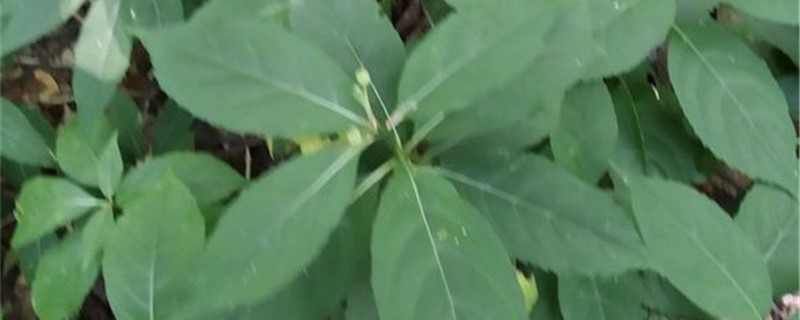 黄常山的养殖方法 黄常山的养殖方法