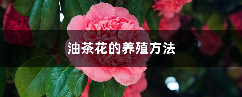 油茶花的养殖方法 油茶花的养殖方法