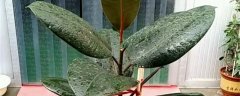 印度橡胶树的养殖方法
