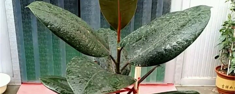 印度橡胶树的养殖方法 印度橡胶树的养殖方法