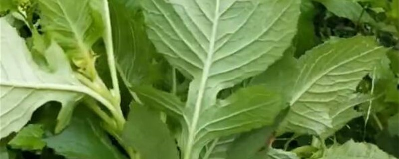 野茼蒿的养殖方法 野茼蒿的养殖方法