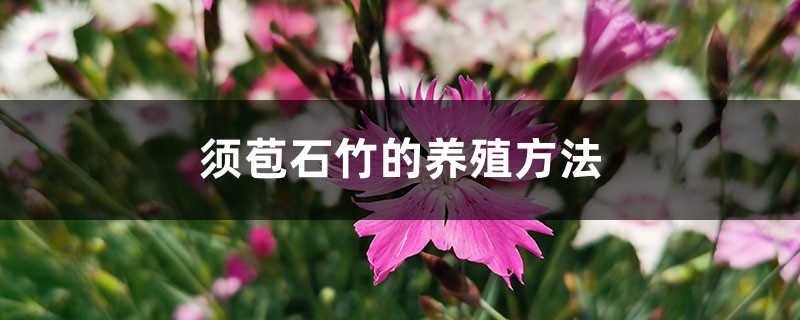须苞石竹的养殖方法 须苞石竹的养殖方法