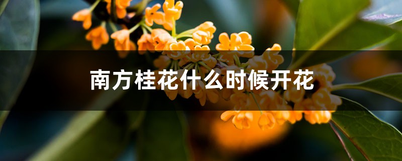 南方桂花什么时候开花,南方桂花与北方桂花的区别 南方桂花什么时候开花,南方桂花与北方桂花的区别