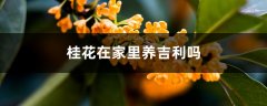 桂花在家里养吉利吗，可不可以养在家里