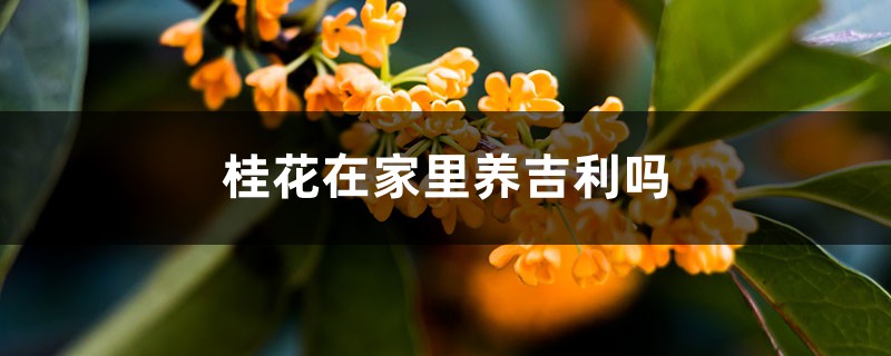 桂花在家里养吉利吗,可不可以养在家里 桂花在家里养吉利吗,可不可以养在家里