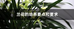 兰花的培养要点和要求