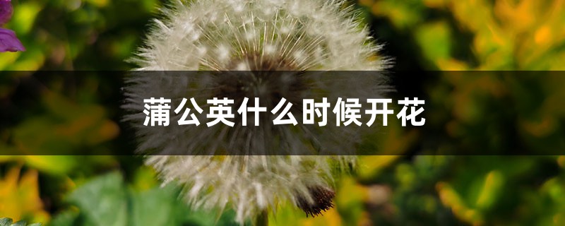 蒲公英什么时候开花,真正的蒲公英长什么样 蒲公英什么时候开花,真正的蒲公英长什么样