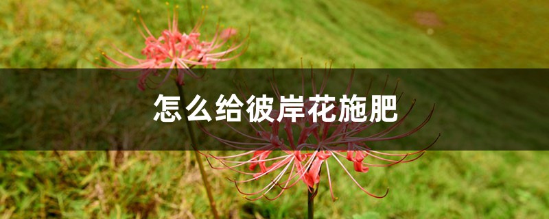 怎么给彼岸花施肥,彼岸花施肥可以施尿素吗 怎么给彼岸花施肥,彼岸花施肥可以施尿素吗