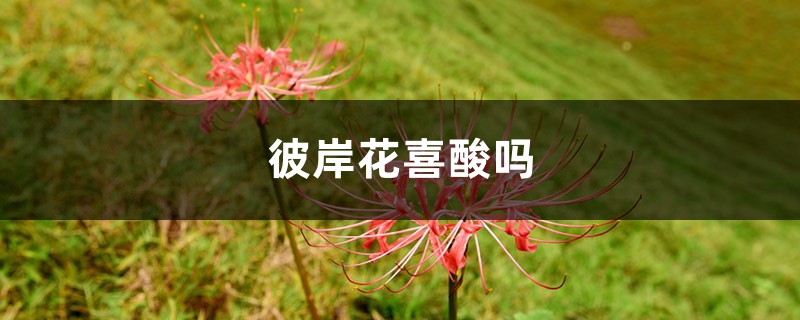 彼岸花喜酸吗,彼岸花养殖方法 彼岸花喜酸吗,彼岸花养殖方法
