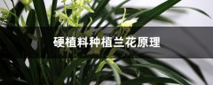 硬植料种植兰花原理