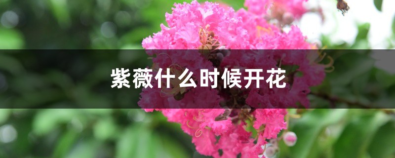 紫薇什么时候开花,紫薇花图片 紫薇什么时候开花,紫薇花图片