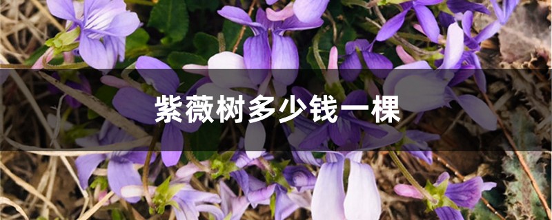 紫薇树多少钱一棵,紫薇图片 紫薇树多少钱一棵,紫薇图片