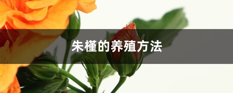 朱槿的养殖方法 朱槿的养殖方法