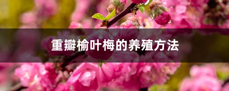 重瓣榆叶梅的养殖方法 重瓣榆叶梅的养殖方法