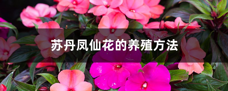 苏丹凤仙花的养殖方法