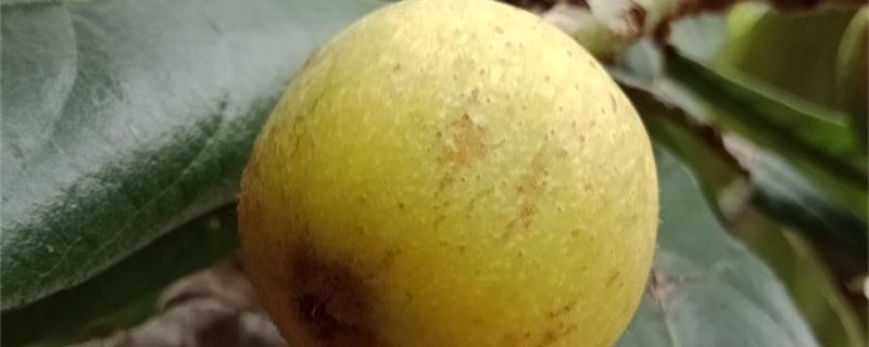 枇杷果的养殖方法 枇杷果的养殖方法