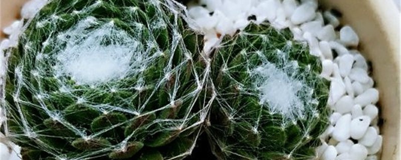 卷绢的养殖方法 卷绢的养殖方法
