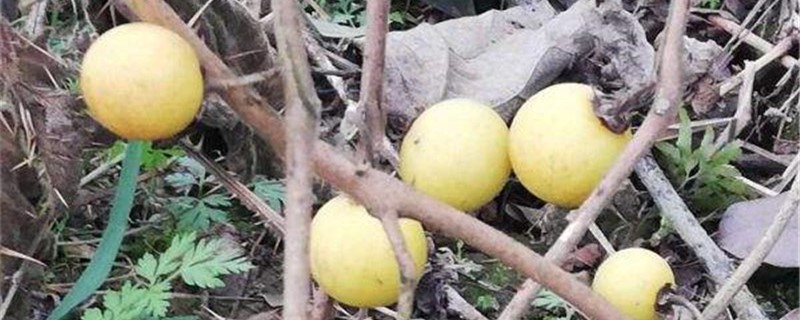 黄果茄的养殖方法 黄果茄的养殖方法