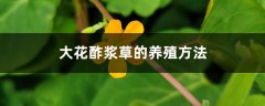 大花酢浆草的养殖方法