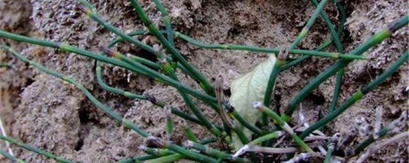 草麻黄的养殖方法 草麻黄的养殖方法