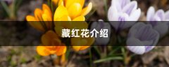 藏红花介绍，藏红花是什么