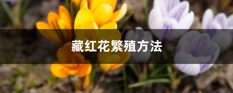 藏红花繁殖方法,怎么繁殖长的快 藏红花繁殖方法,怎么繁殖长的快