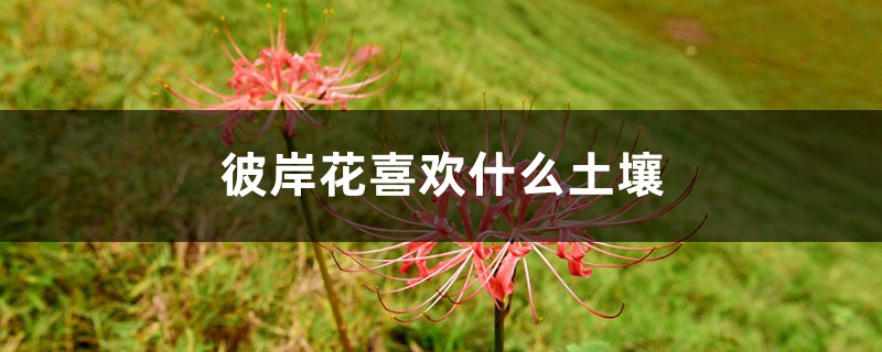 彼岸花喜欢什么土壤,彼岸花一个花盆可以种几棵 彼岸花喜欢什么土壤,彼岸花一个花盆可以种几棵