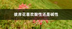 彼岸花喜欢酸性还是碱性，野外挖的彼岸花怎么养