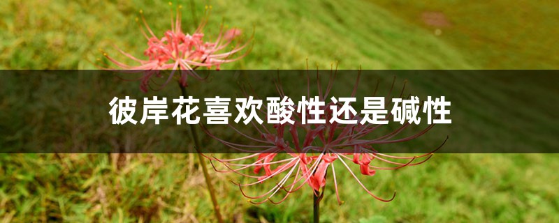 彼岸花喜欢酸性还是碱性,野外挖的彼岸花怎么养 彼岸花喜欢酸性还是碱性,野外挖的彼岸花怎么养