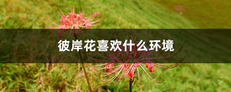 彼岸花喜欢什么环境,彼岸花适合在什么环境生长 彼岸花喜欢什么环境,彼岸花适合在什么环境生长