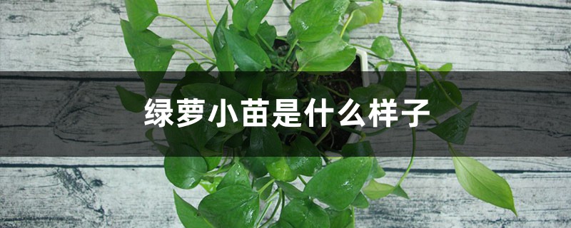 绿萝小苗是什么样子,怎样移栽绿萝小苗 绿萝小苗是什么样子,怎样移栽绿萝小苗