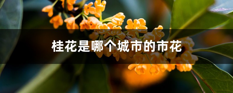 桂花是哪个城市的市花,开花季节 桂花是哪个城市的市花,开花季节