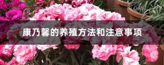 康乃馨的养殖方法和注意事项，康乃馨图片