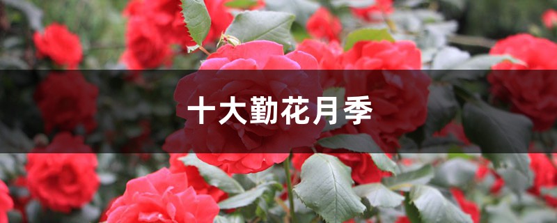 十大勤花月季品种,十大名贵月季品种 十大勤花月季品种,十大名贵月季品种