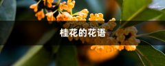 桂花的花语，桂花什么时候开花