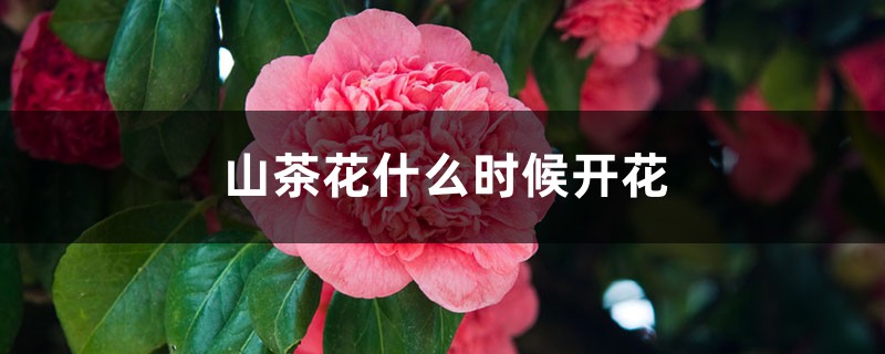 山茶花什么时候开花，花语是什么