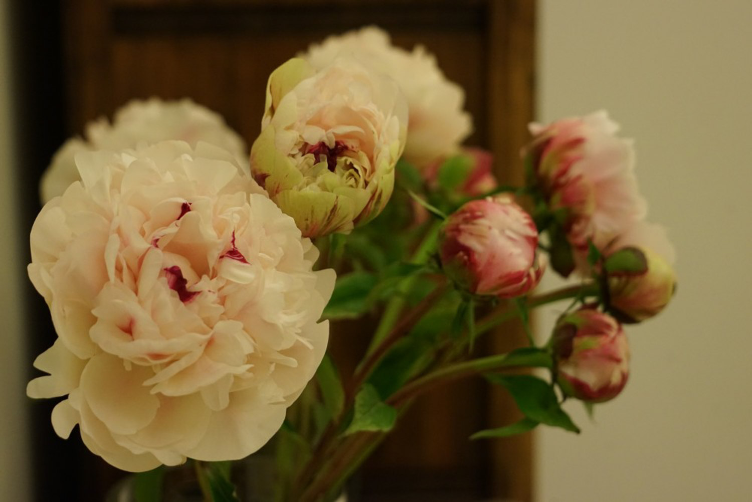 芍药 芍药
