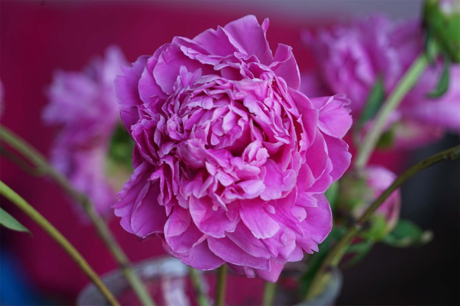芍药 芍药