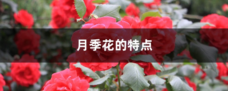 月季花的特点，月季花的图片