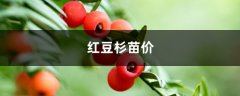 红豆杉苗价，红豆杉图片