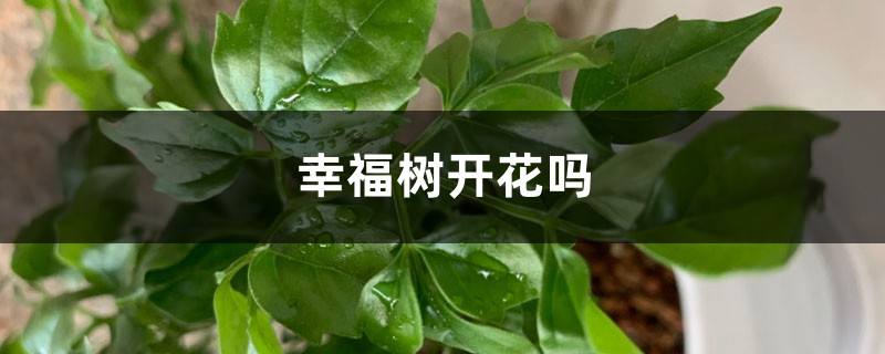 幸福树开花吗，养殖方法介绍