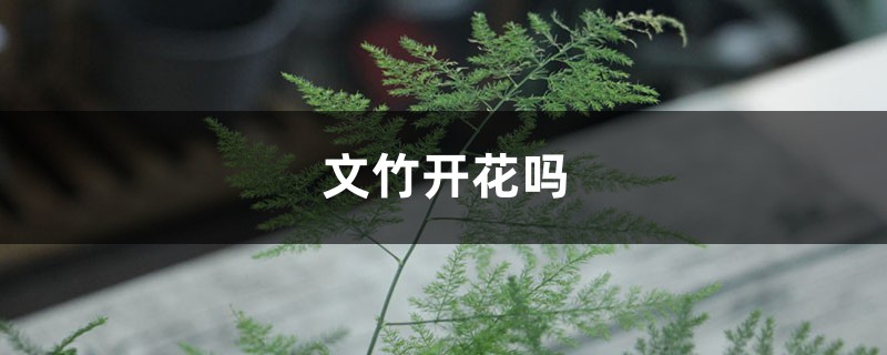 文竹开花吗，文竹图片