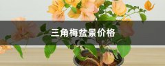 三角梅盆景价格和图片