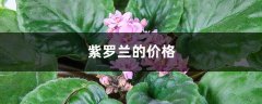 紫罗兰的价格，紫罗兰花图片