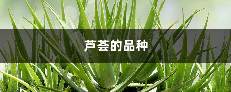 芦荟的品种，芦荟的特点