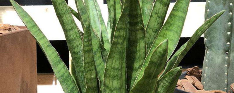 虎尾兰和虎皮兰的区别,虎皮兰图片 虎尾兰和虎皮兰的区别,虎皮兰图片