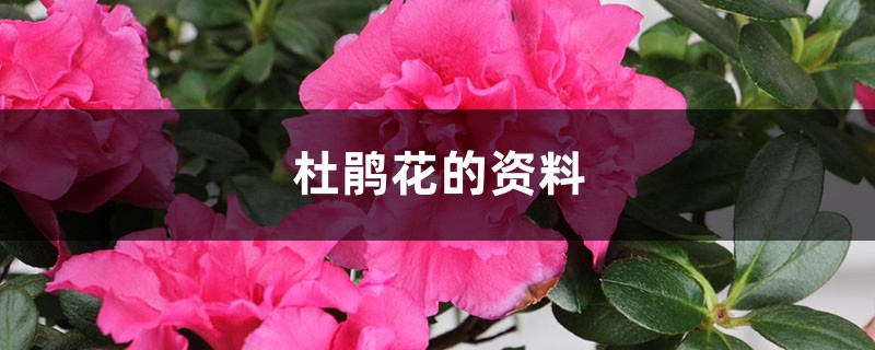 杜鹃花的资料，杜鹃花价格